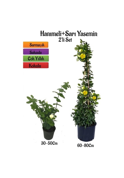 Yoğun Kokulu Katmerli Ful Yasemin Fidanı+ Sarı Yasemin Fidanı 2'li Kokulu Peyzaj Seti