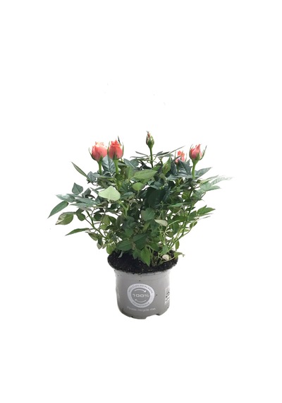 Rosa 'pinkish Orange' Somon Gül