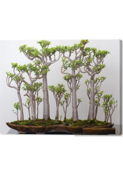 Japon Kavağı Bonzai Ağacı Tohumu 5 Adet Bonsai Ağacı Tohumu