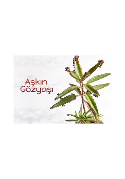Aşkın Gözyaşı Fidesi 10-20 Cm
