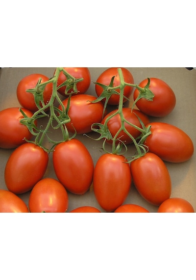10+ Geleneksel Roma Salkım Domates Tohumu N111533