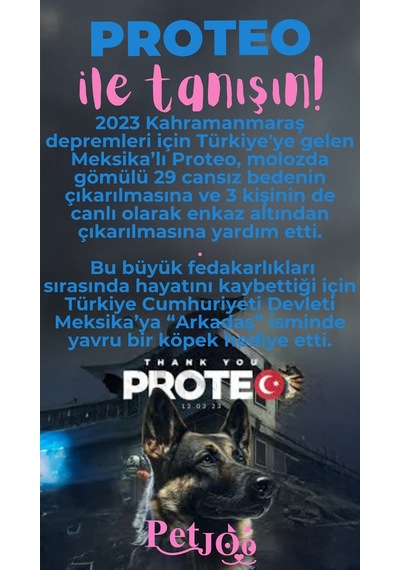 Petjoo 24.Proteo Pembe-Mavi Qr'lı Köpek Künyesi