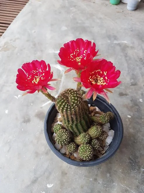 5 Adet İthal Değerli Lobivia Cactus Indoors Lobivia Species Çiçeği Tohumu Saksı Toprak Hediye 01