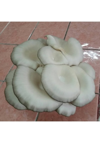 2.5 Kg İstiridye Mantar Tohumu Ekim Poşeti Hediyeli 1 adet