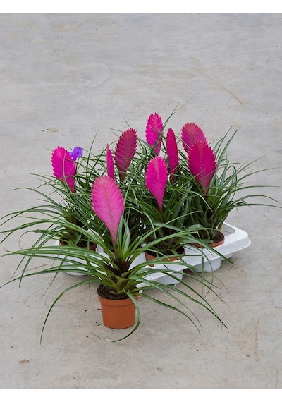 Hava Bitkisi (Tillandsia) Airplant 3 Adet