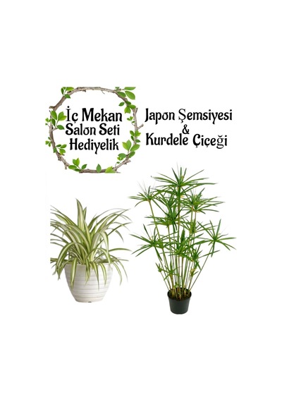 Japon Şemsiyesi 40-60cm 1 Adet Saksılı+kurdele Çiçeği 1 Adet Saksılı Salon Seti