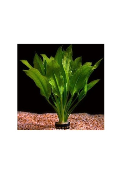 Akvaryum Bitkileri Echinodorus Amazonicus Saksı Canlı Bitki B043 Standart