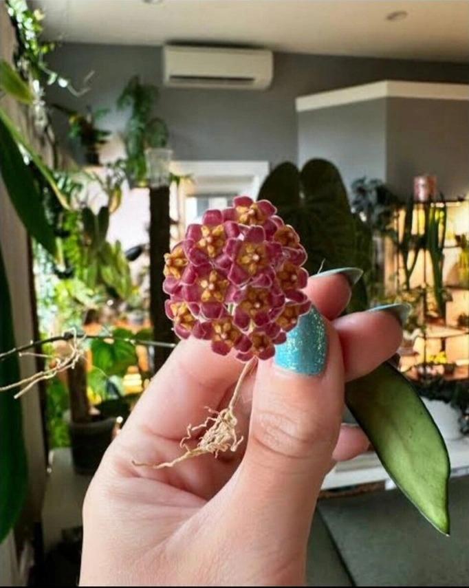 Lila Sarı Renk Çiçek Açan Mum Çiçeği Fidanı 10-20 Cm