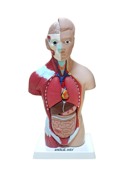 İnsan Vücudu Küçük 28 Cm 8 Parçadan Oluşan Eğitici Oyuncak Sök Tak, Tak Çıkar İnsan Anatomisi, İnsan Vücudu