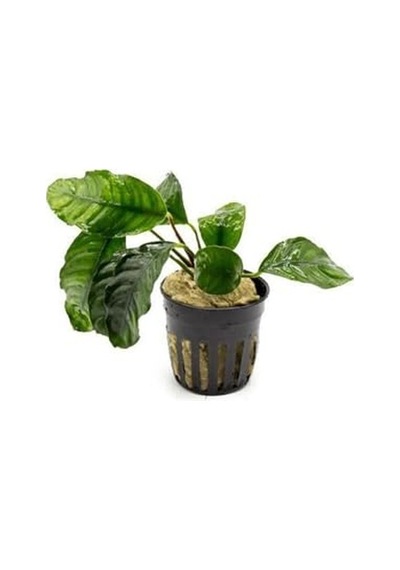 Anubias Coffeefolia Compact Saksı Canlı Bitki