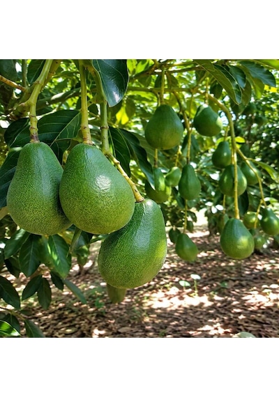 Clifton Avokado 1 KG