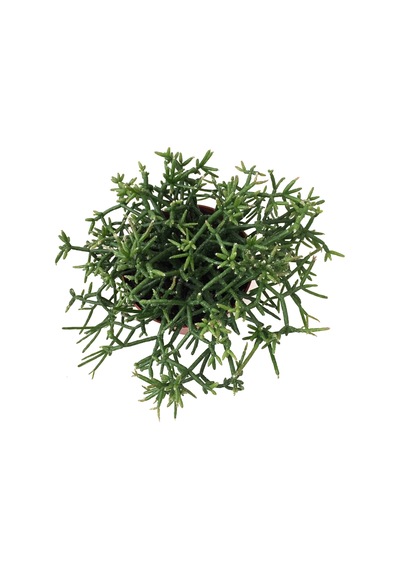 Rhipsalis Heteroclada Ø12 CM Y15-20 CM