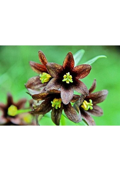 10 Adet Chocolate Lıly Black Kamchatka Brown Tohumu