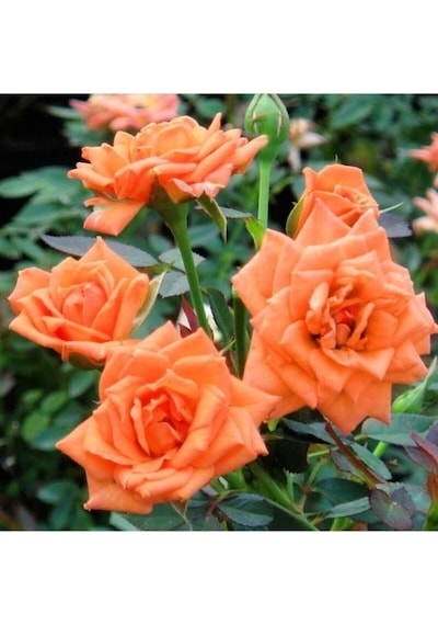 Mumyalı Turuncu Gül Fidanı 40-80 Cm 4 Mevsim Dikilir Mummy Orange Rose Sapling