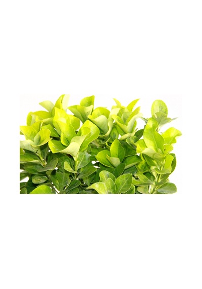 Gold Taflan Euonymus Japonica Aurea Sarı Çit Bitkisi Mavi Sak