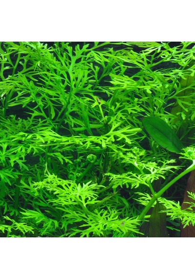 Ceratopteris Thalictroides 1 Bağ Kolay Akvaryum Zemin Bitkisi Canlı Akvaryum Bitkisi