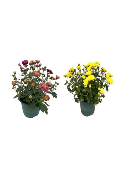 Kasımpatı Krizantem Chrysanthemum Çiçeği, 2li Set Pembe Sarı