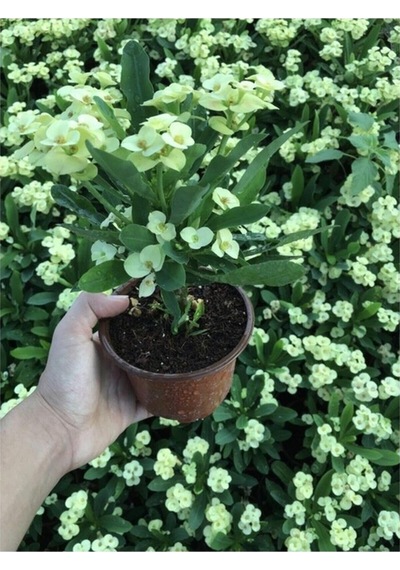 Biorganix Dikenler Tacı Japon Iğnesi Euphorbia Milii Sarı