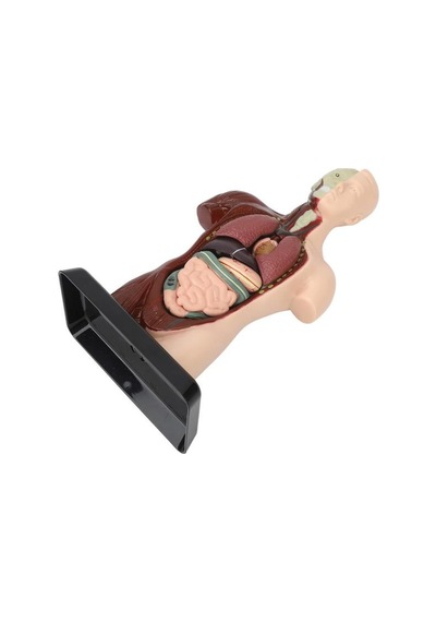 Temel 8 Parçalı İnsan Anatomisi Torso Modeli 24.5 Cm