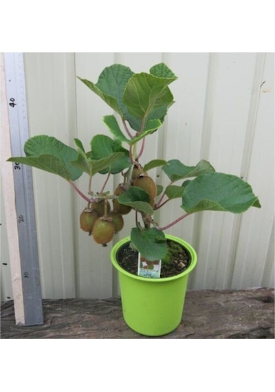 Kivi Bonzai Ağacı Tohumu 5 Adet Bonsai Ağacı Tohumu