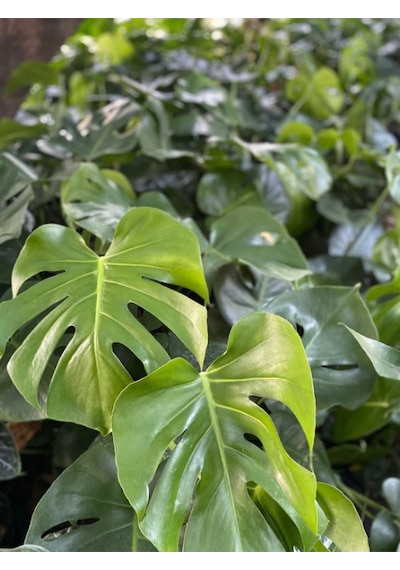 Saksılı Formlu Deve Tabanı Çiçeği Monstera Deliciosa 30-60cm