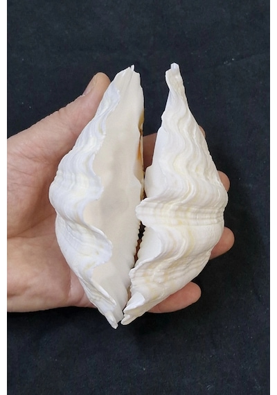 İki Parçalı Deniz Kabuğu Tridacna Gigas 30-p2