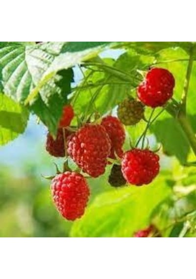 10 Adet Tohumu Nadir Kırmızı Böğürtlen Ağacı Tohumu Organik Yeni