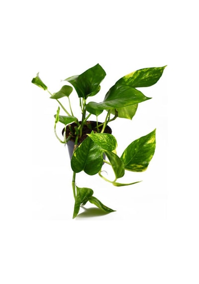 Pothos Alacalı Salon Sarmaşığı Sevgililer Gününe Özel Tül Kuşkonmaz