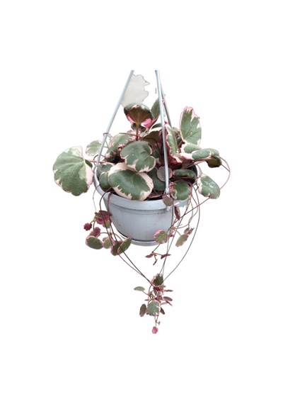 Saxifraga Stolonifera 'tricolor'
