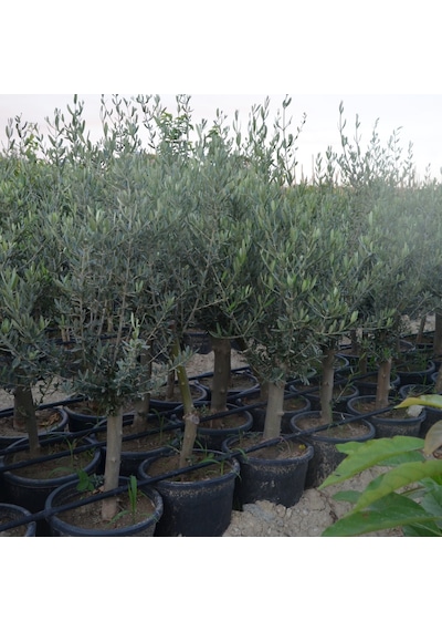 Saksıda Yarı Bodur 7-10 Kutur Gemlik Zeytin Fidanı 4-5 Yaş 50-70