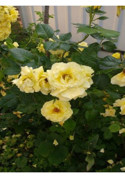 Yediveren Kokulu Açık Sarı 40 60 Cm Tüplü/ Saksılı Aşılı Gül Yellow Rose