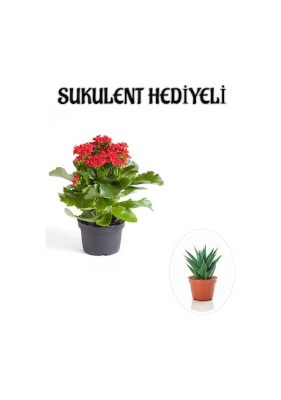Kadınlar Gününe Özel Kırmızı Renk Kalanşo-emel Hanım Çiçeği Sukulent Hediyeli