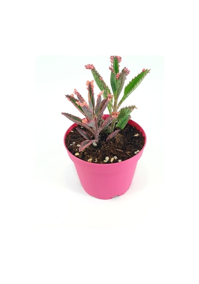 Serada Decor&plant Aşkın Gözyaşı Pembe