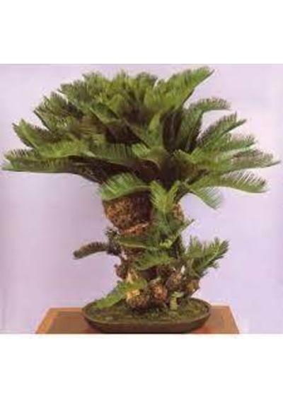 3 Adet Tohum Bodur Bonsai Palmiye Ağacı Bonsai Tohum Ata Tohum Sürpriz Hediye Tohum