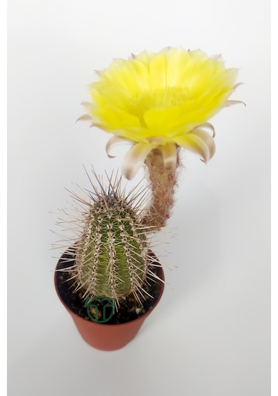 Lobivia Aurea Sarı Çiçek Açan Kaktüs Özel Tür Bol Yavru 5.5 CM Kahverengi Saksıda