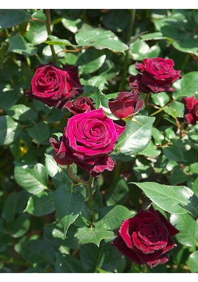 Videolu Yediveren Kokulu Bordo Renk 40 70 Cm 2 Adet Saksılı Aşılı Gül Maroon Rose
