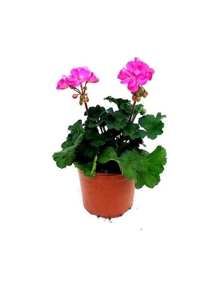 Sardunya Açık Pembe 10-20 Cm
