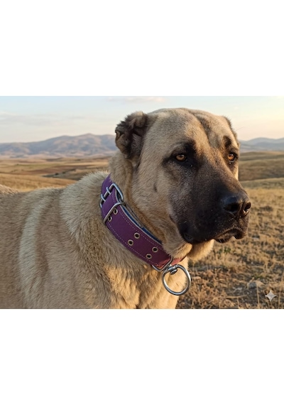 İri Ve Büyük Cinsler İçin Kanğal Köpek Tasması 80x5 Cm Mor