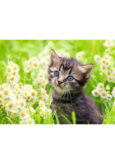 500p Puzzle Kedi Foto, Yapboz