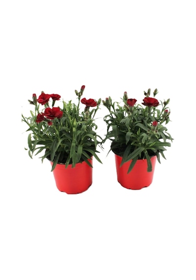 Kokulu Kırmızı Karanfil Çiçeği Bodur Cins Red Dianthus 1 Adet Saksılı 15-25cm