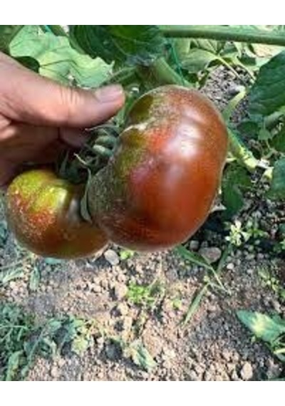 50 Adet Tohum Alaca Komando Köy Domatesi Tohumu Hediye Tohumlu
