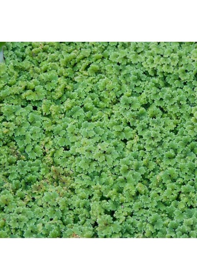 Ayrex Azolla Caroliniana 30 Cc Kapta Su Üstü Bitkisi Yavru Saklanması İçin Akvaryum, Havuz Bitkisi
