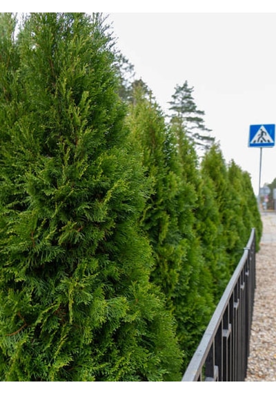 Videolu Leylandi Çit Çamı 20-40 Cm 2 Adet Tüplü Dış Mekan Bitkisi Cupressocyparis Leylandii