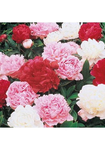 Peonies Festiva Maxima Mix Şakayık Çiçeği Yumrusu 3 Adet N11.425