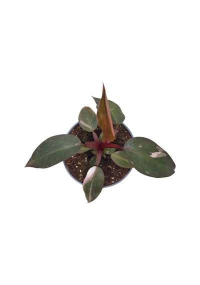 Philodendron 'Pink Princess' Ø5,5 CM Y0-10 CM