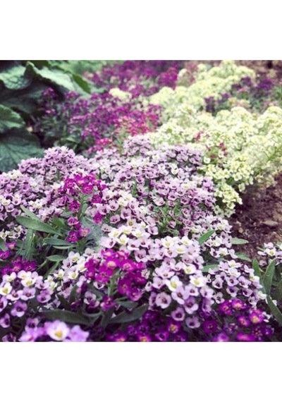 Karışık Kraliyet Halısı Çiçeği Tohumu Alyssum Flower Tohumu Ekim Seti 10 Tohum + Saksı + Toprak