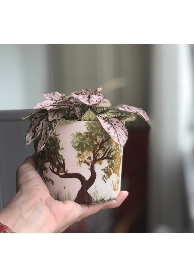 Hypoestes - Fittonia Pembe Hostes Çiçeği Seramik Saksıda 4649
