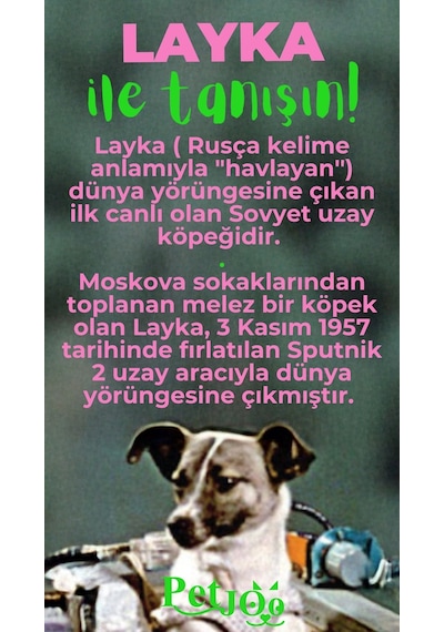 Petjoo 22.Layka Yeşil-Pembe Qr'lı Köpek Künyesi