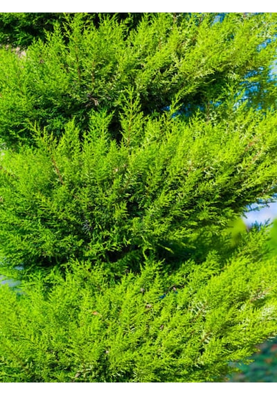 Favori Ürün Limoni Servi Limon Selvi Fidanı 10 15cm 8 Adet Tüplü Dış Mekan Cupressus Macrocarpa