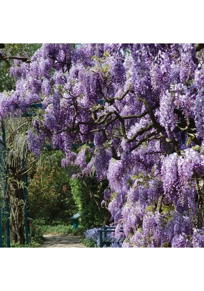 Tüplü Wisteria Sinensis Mor Salkım Fidanı